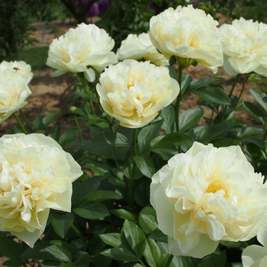 yellow_breeder_plant_3 (1)